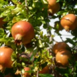 Bäume voller Granatäpfel