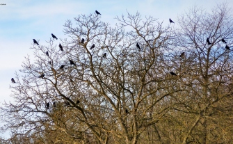Ein Baum vieler Krähen