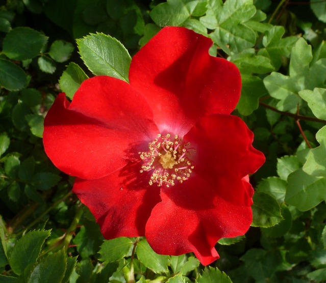 Rote wide Rose