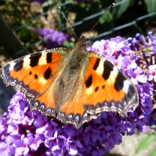Ein wunderschöner Schmetterling.
