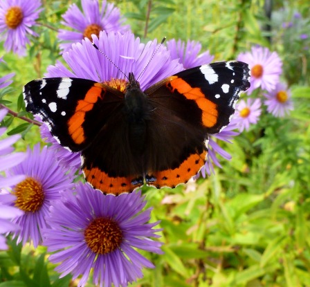 Schmetterling sucht süssen Netar