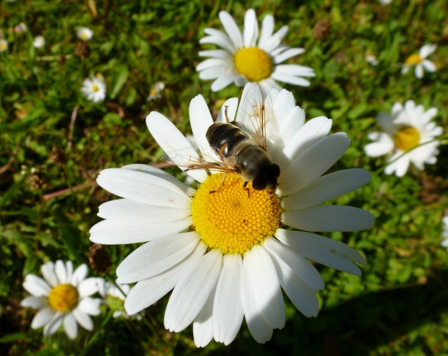 Margeriten mit Biene