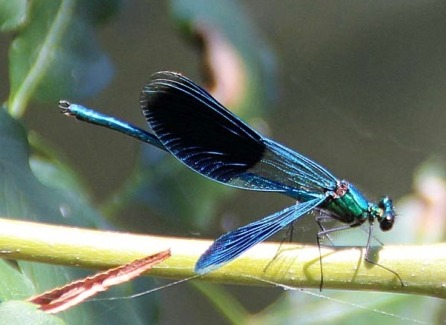 Schöne blaue Libelle